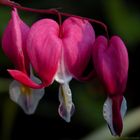 dicentra spectabilis . . .