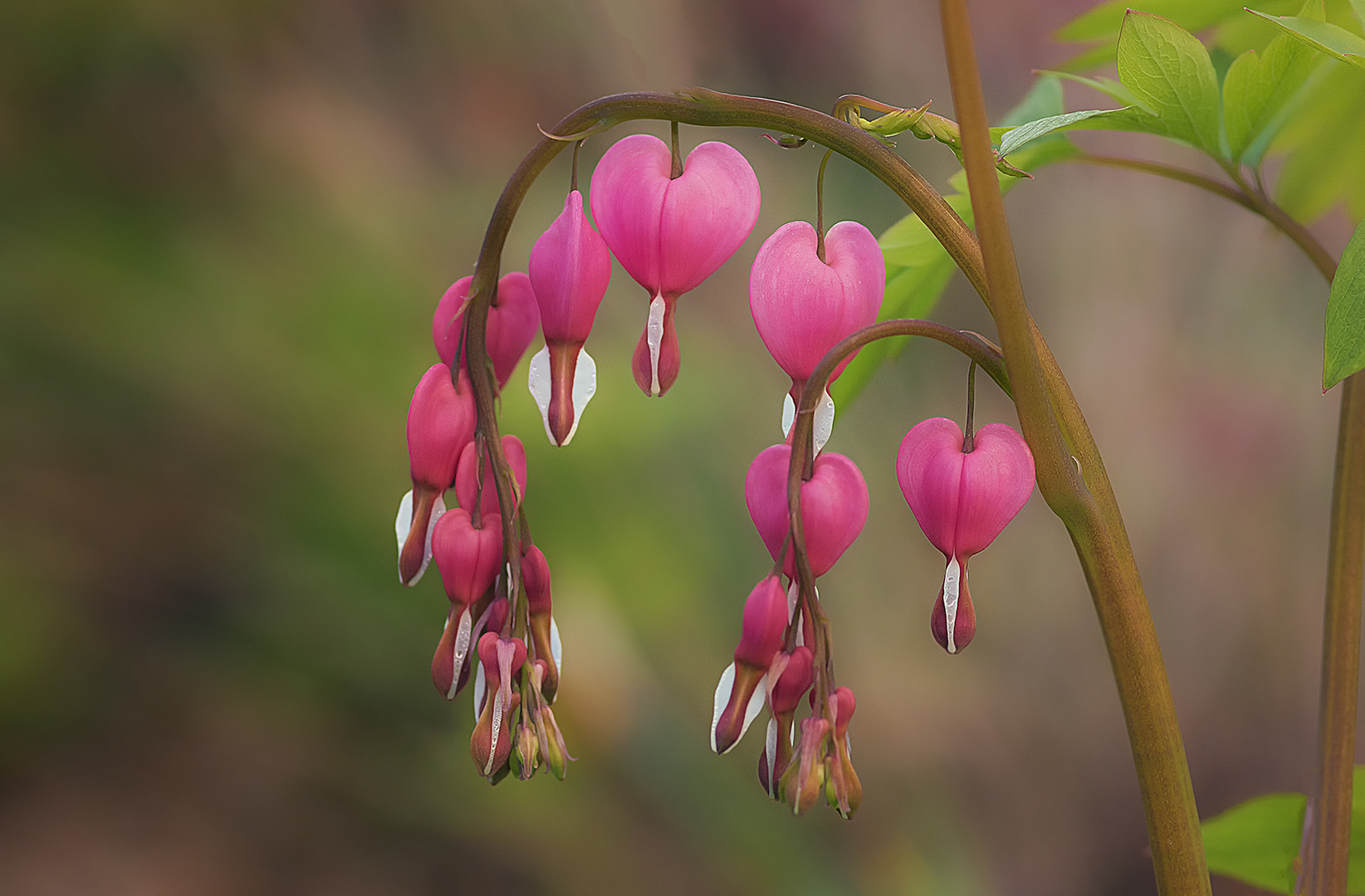 Dicentra spectabilis