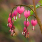 Dicentra spectabilis