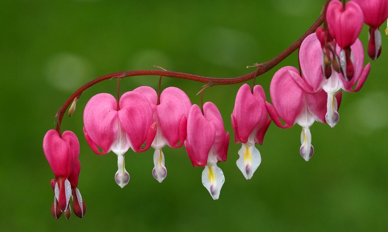 Dicentra spectabilis