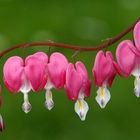 Dicentra spectabilis