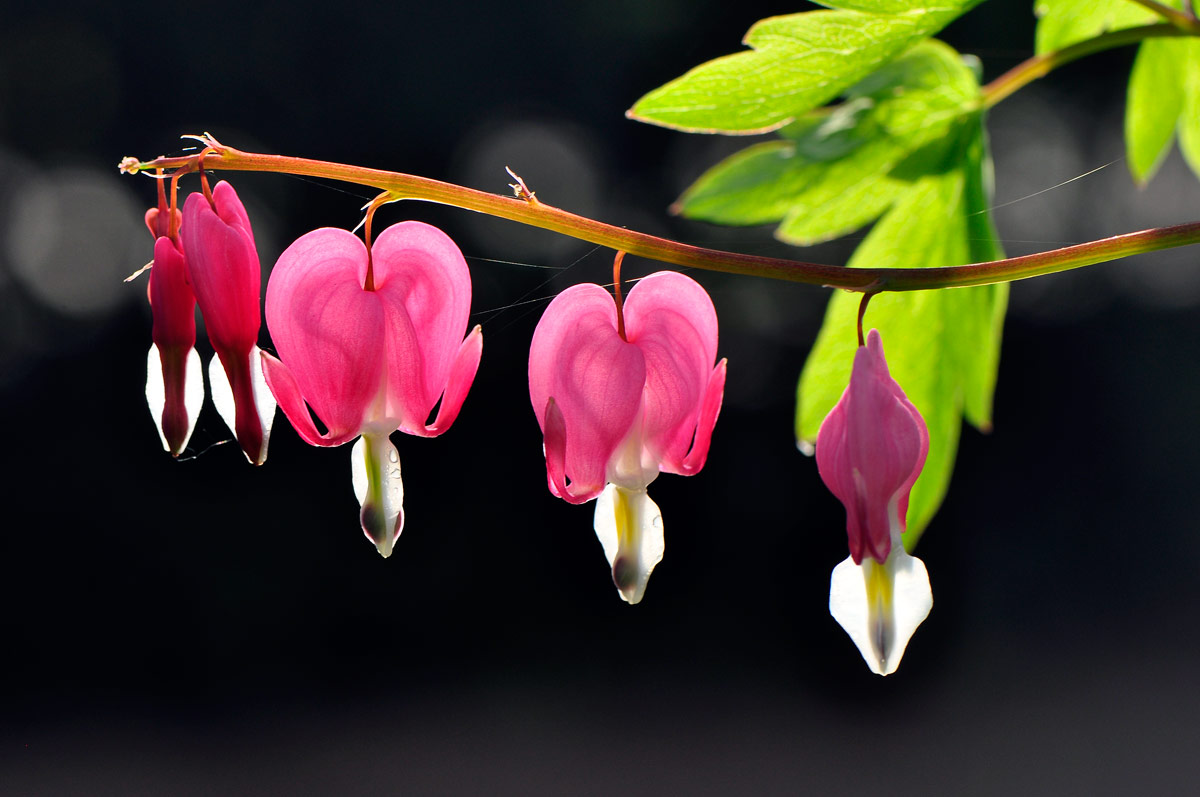 Dicentra spectabilis