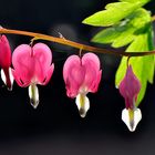 Dicentra spectabilis