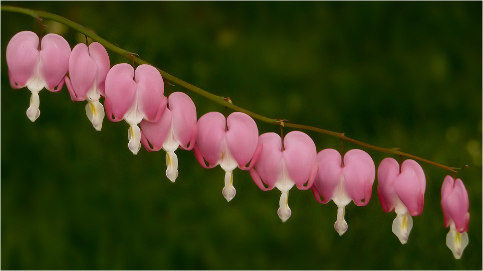 . dicentra spectabilis .