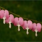 . dicentra spectabilis .