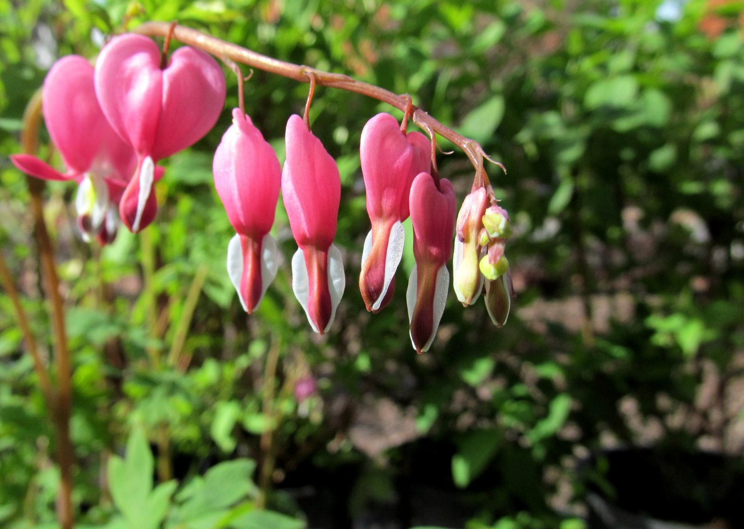 Dicentra spectabilis