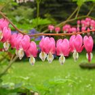 Dicentra spectabilis