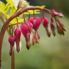 Dicentra spectabilis, das tränende Herz