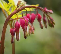 Dicentra spectabilis, das tränende Herz