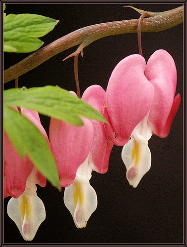 Dicentra spectabilis Tränendes Herz