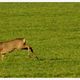 Rehe u. andere Tiere