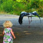 Dich krieg ich noch! Weißstorch (Ciconia ciconia)