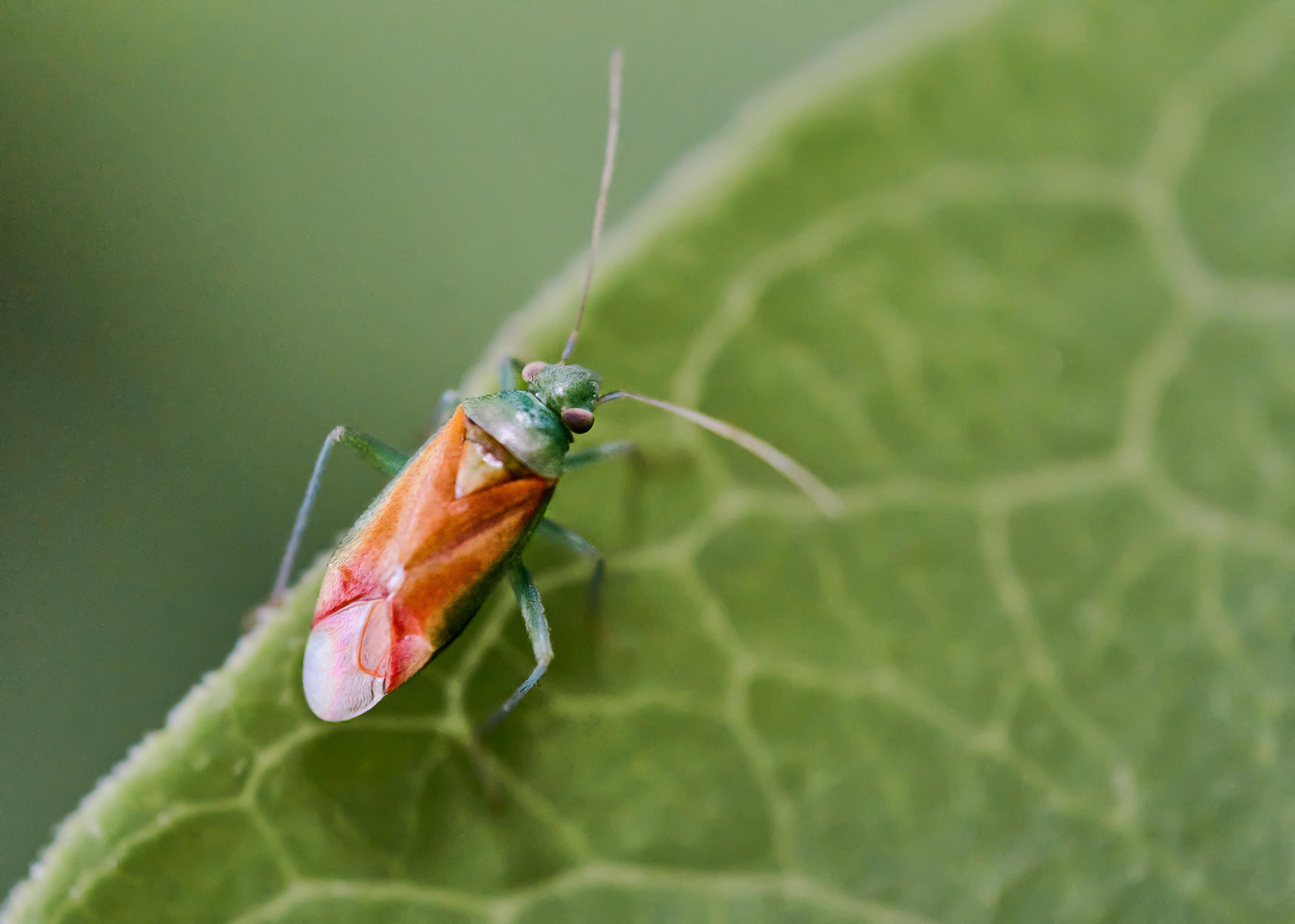 Dichrooscytus intermedius