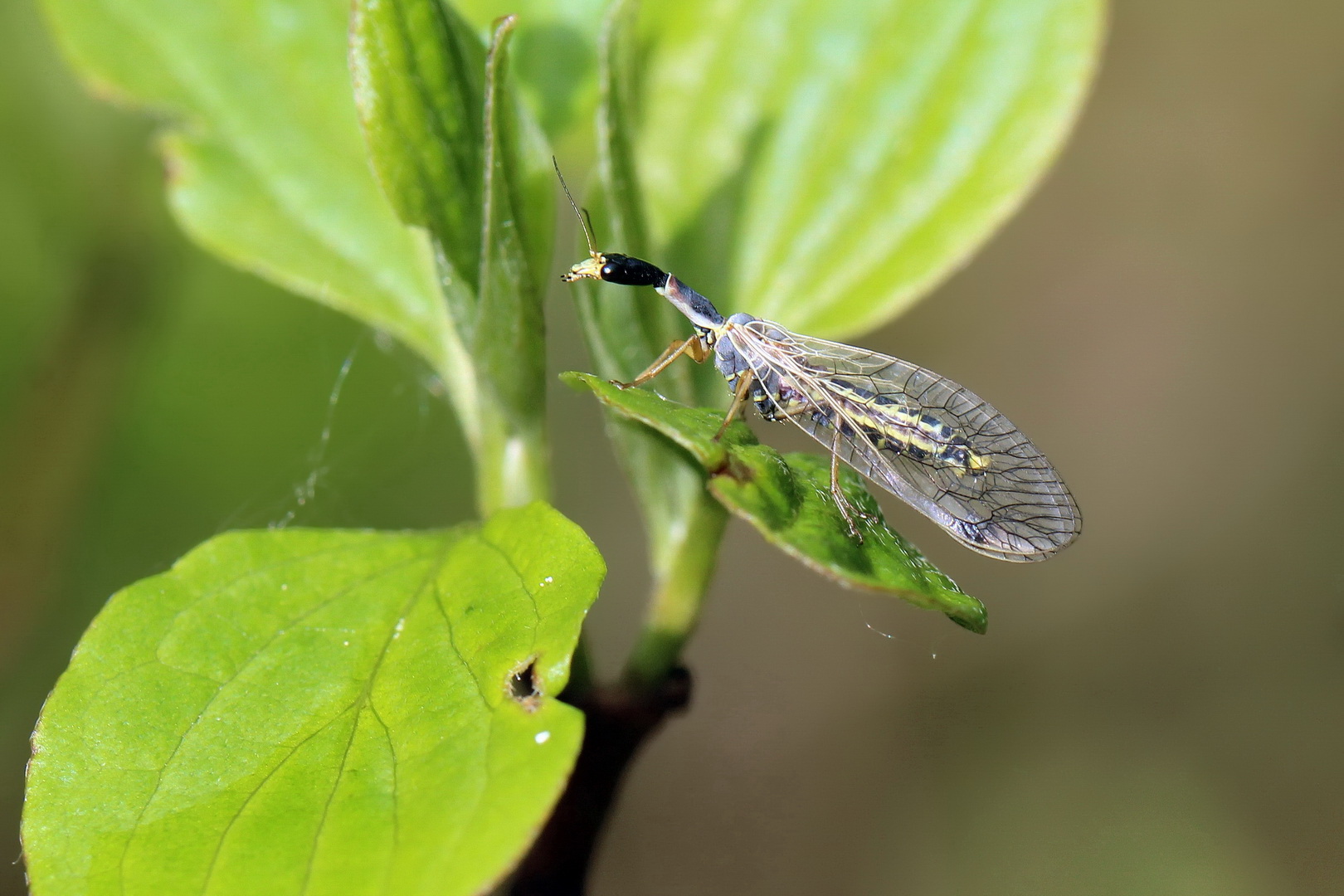 Dichrostigma flavipes