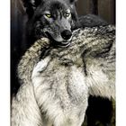 Dicht am Wolf