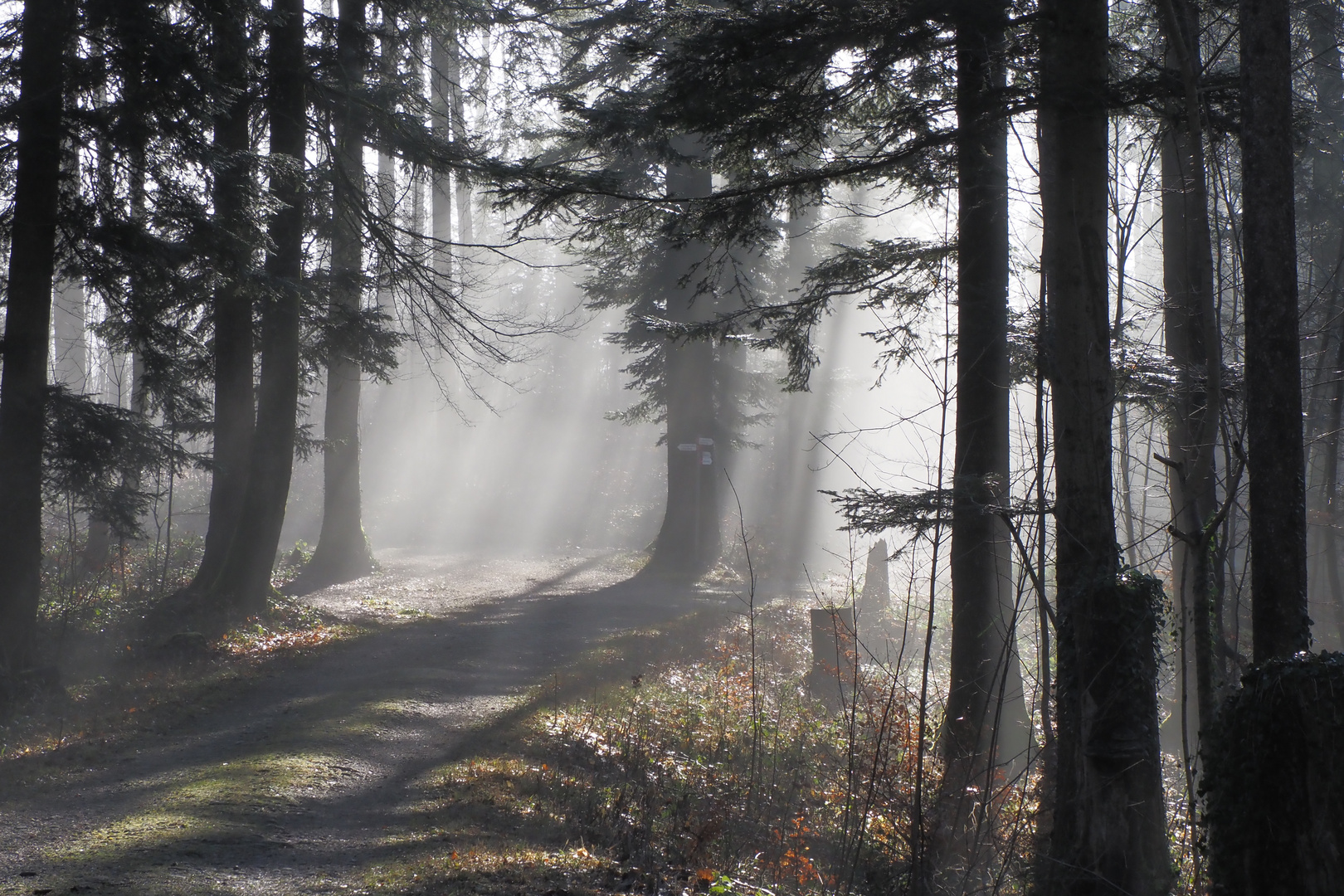 dicht an der Nebelgrenze