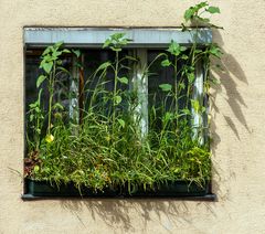 dicht begrüntes fenster...