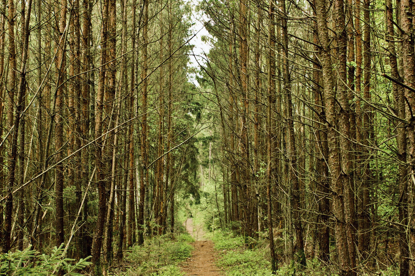 Dicht bewachsener Wald