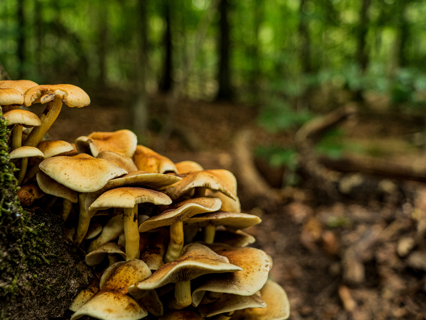 " Dicht gedrängt am Waldweg "