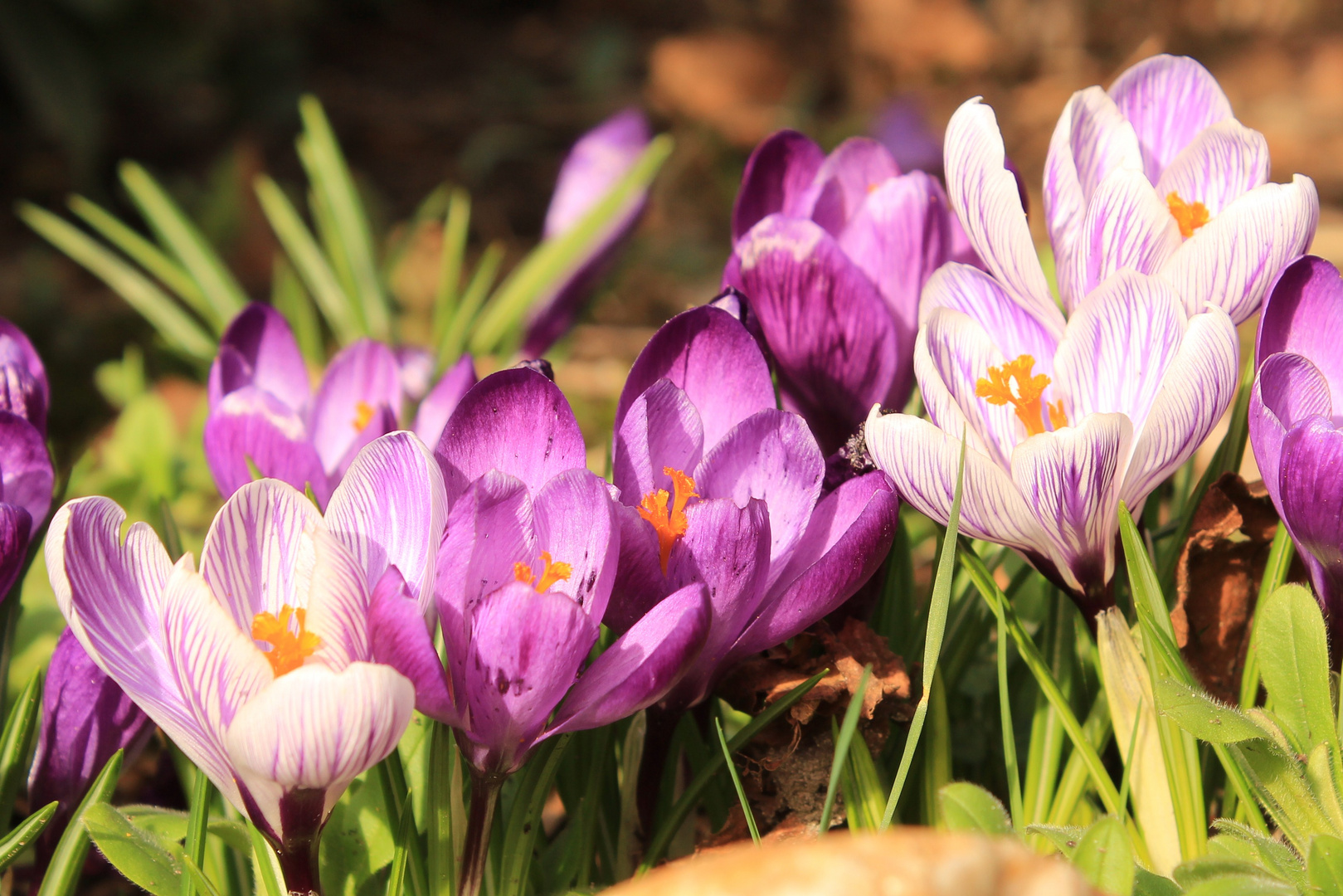 Dicht gedrängt im Garten