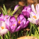 Dicht gedrängt im Garten