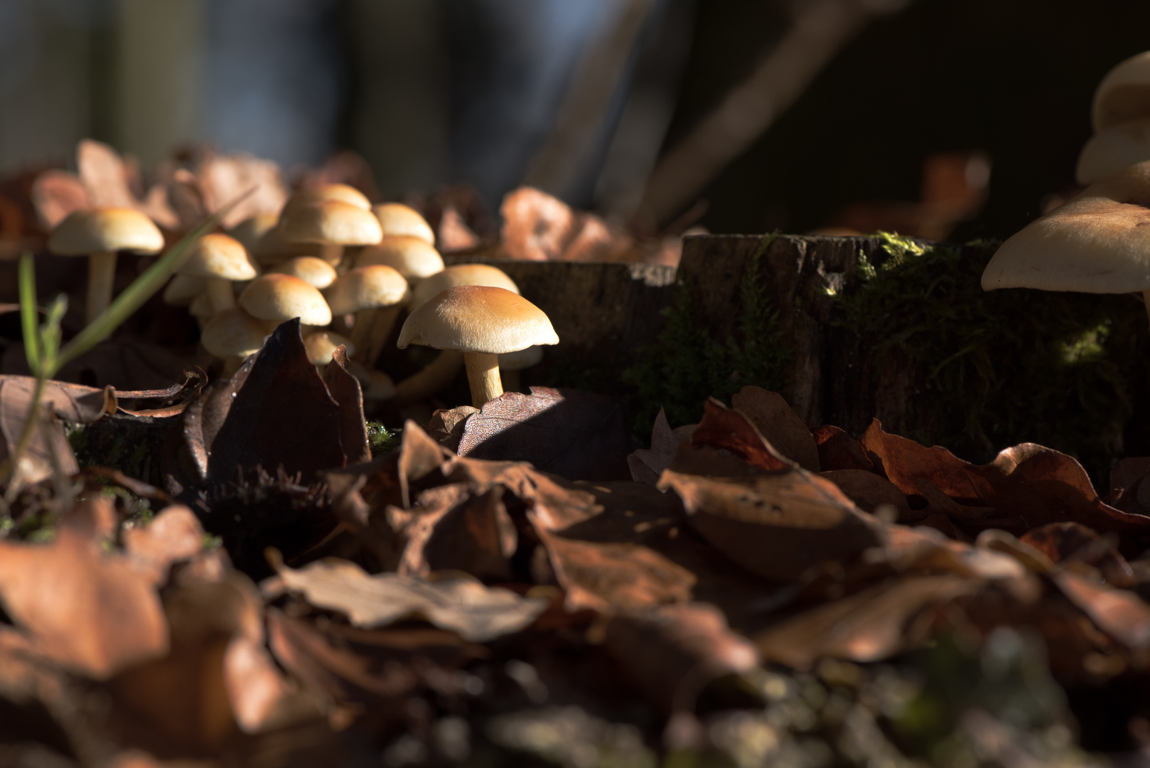 Dicht gedrängt im Herbstlaub