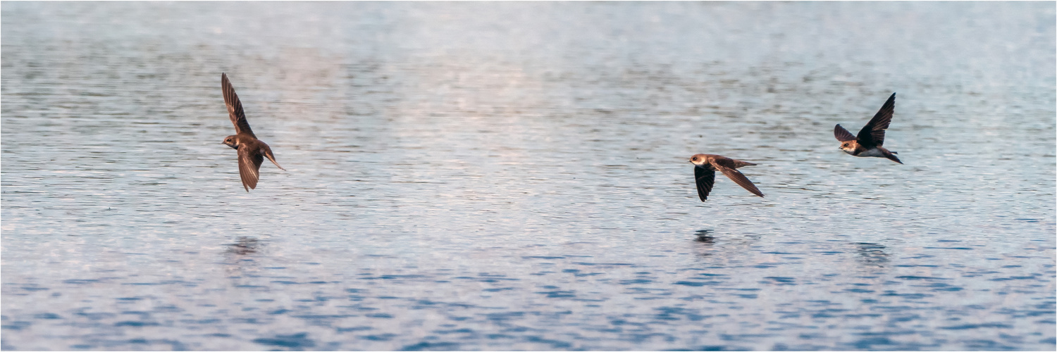 dicht über dem Wasser des Wittmoores  .....