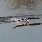 Dicht über der Wasseroberfläche (2)