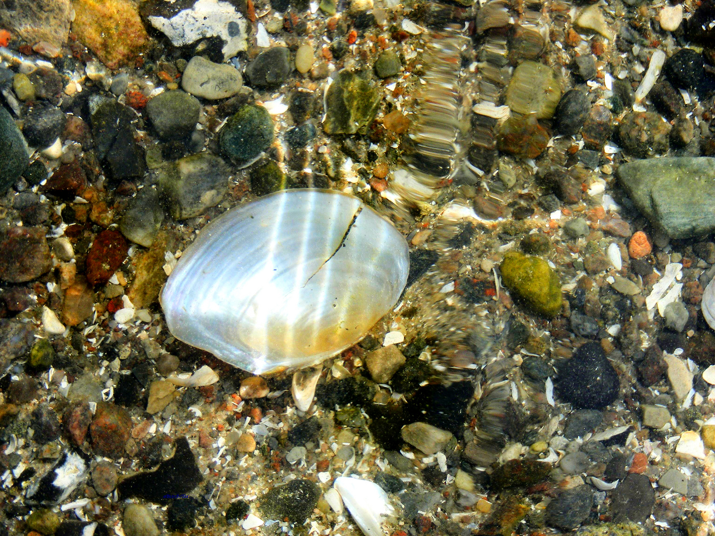 dicht unter der Wasseroberfläche