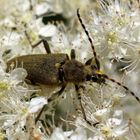 Dichtbehaarter Halsbock