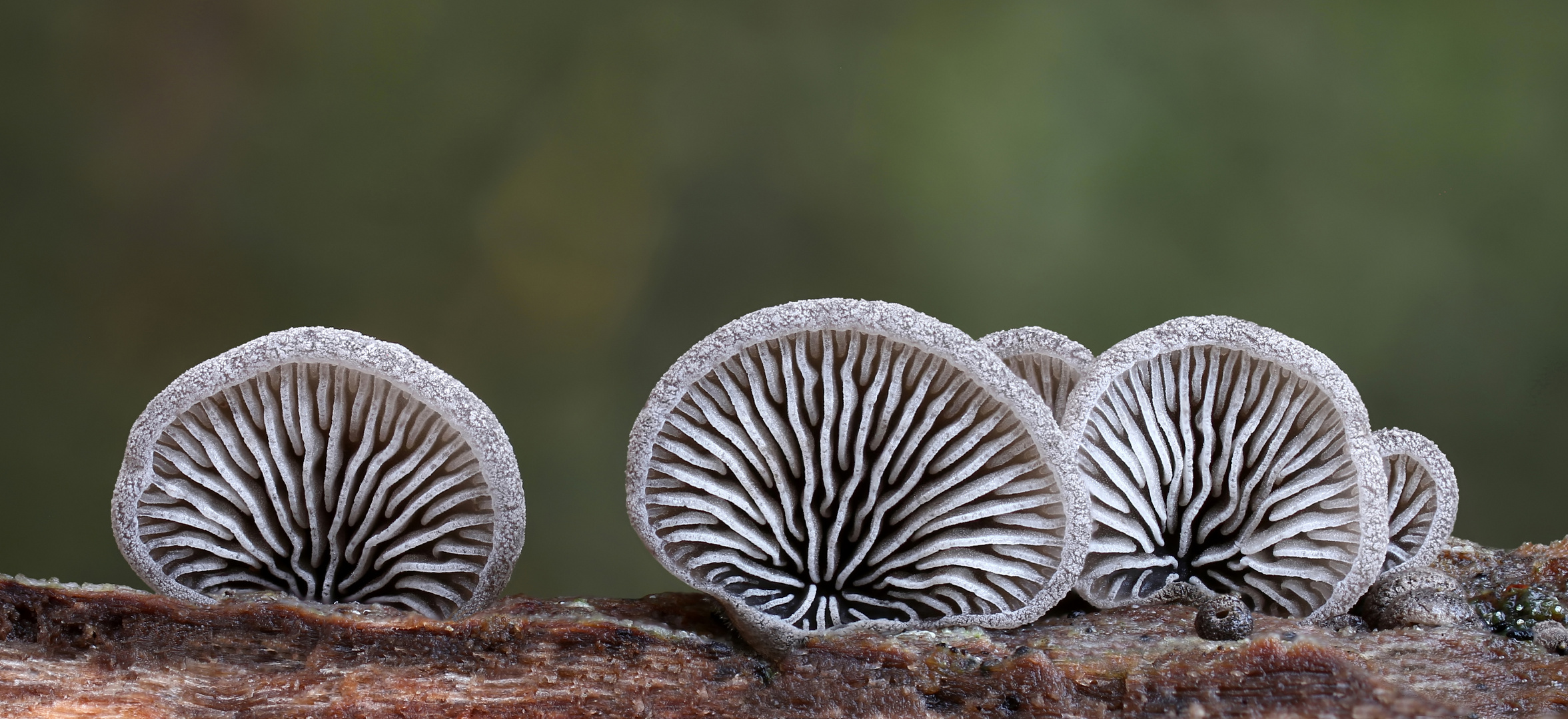 Dichtblättriger Liliputseitling (Resupinatus applicatus)