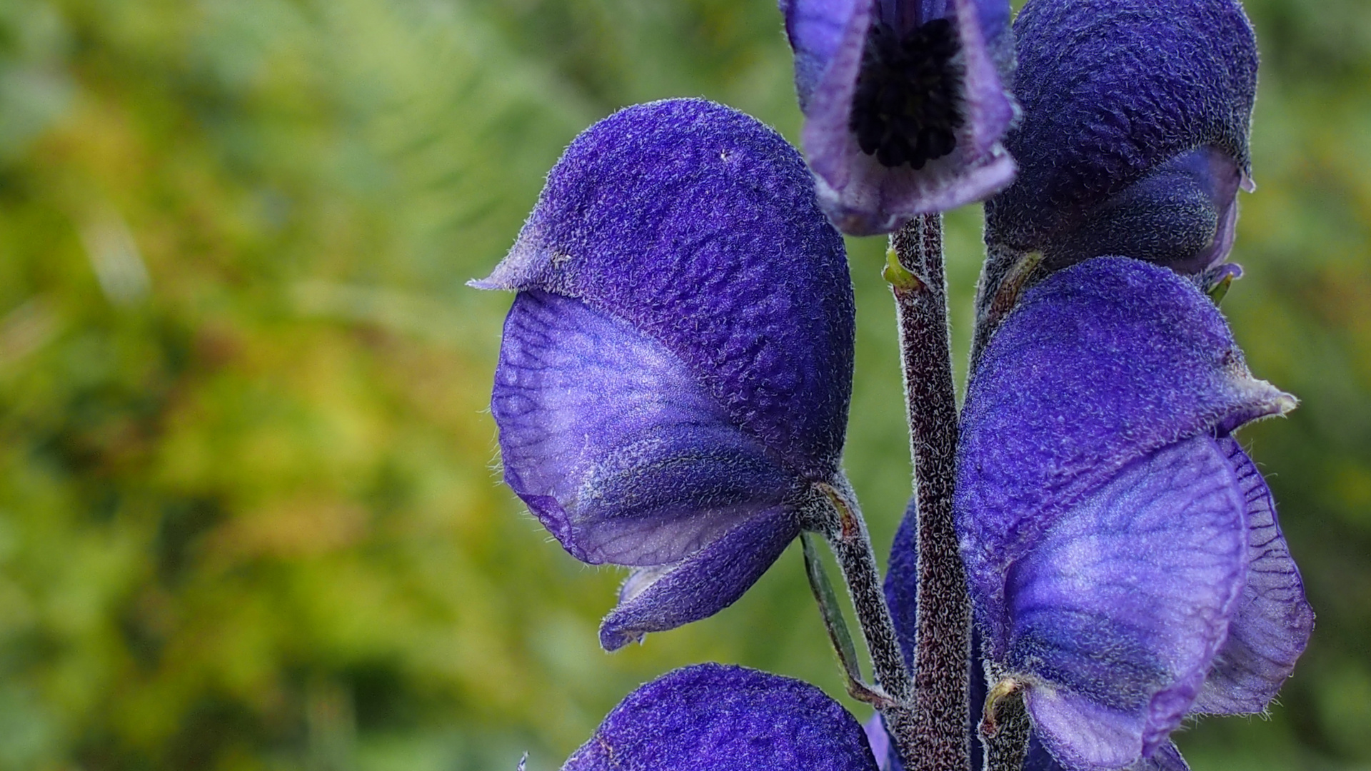 Dichtblütiger Blau-Eisenhut 'Aconitum compactum'