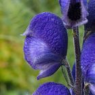 Dichtblütiger Blau-Eisenhut 'Aconitum compactum'