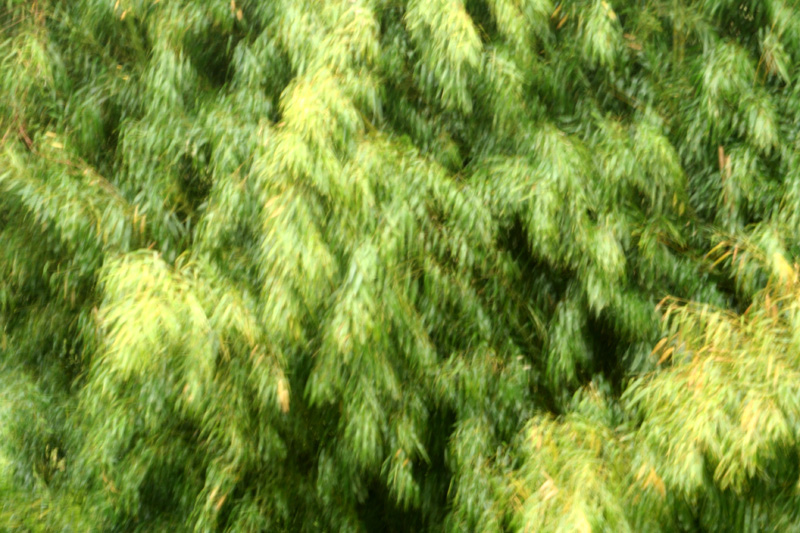 dichter bambuswald / ein zehntausendfaches grün / im sommerregen