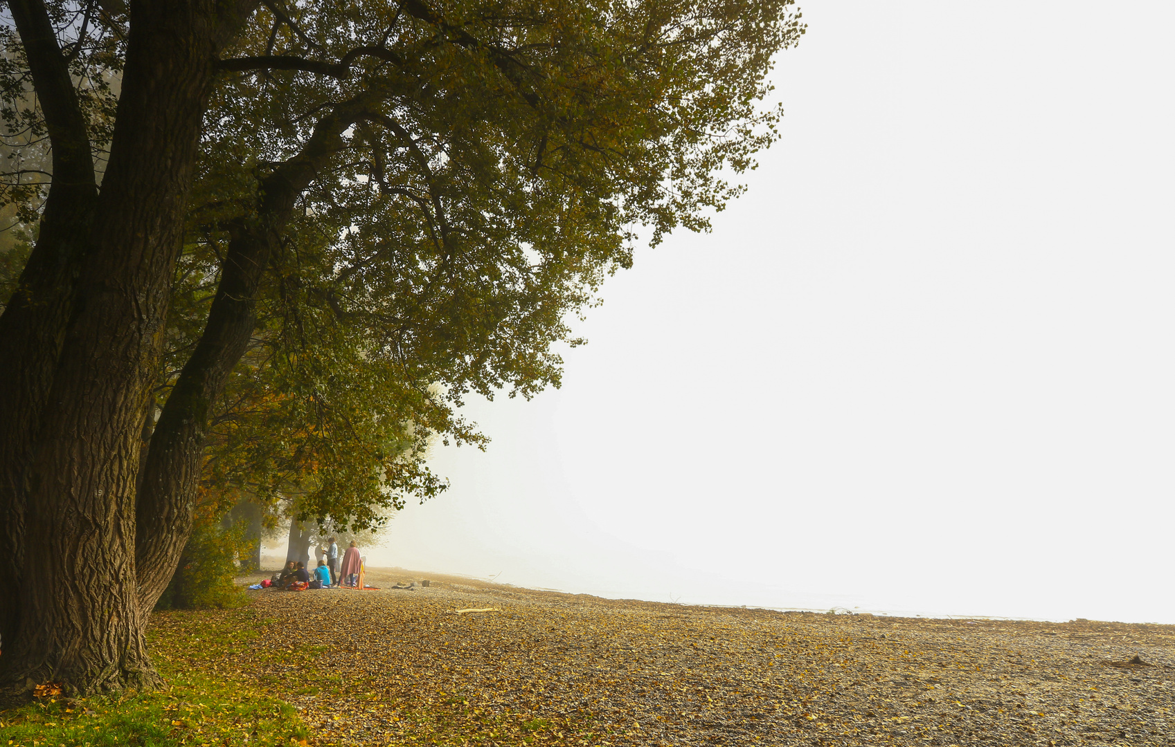 Dichter Herbstnebel liegt über dem Bodensee.