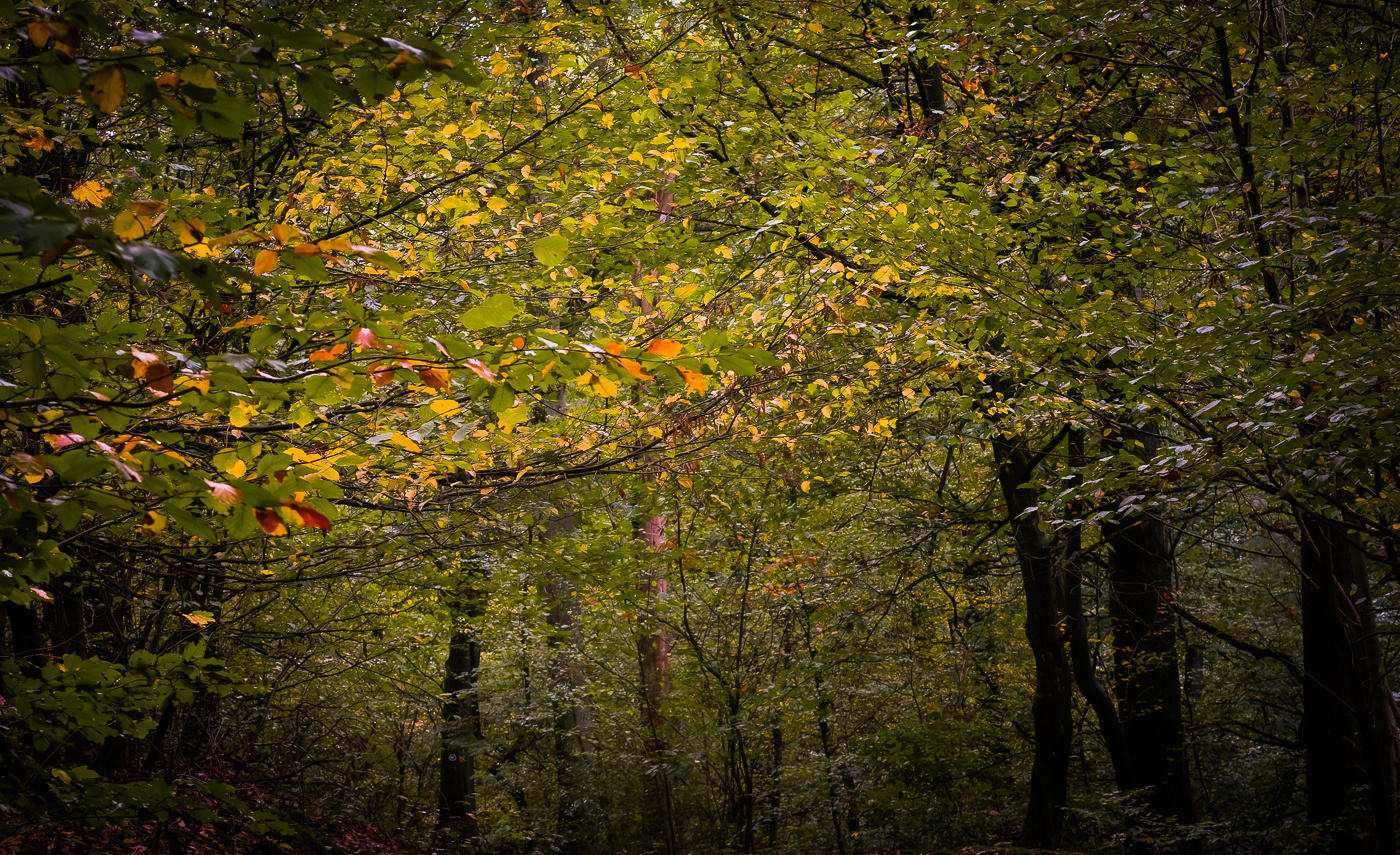 Dichter Herbstwald