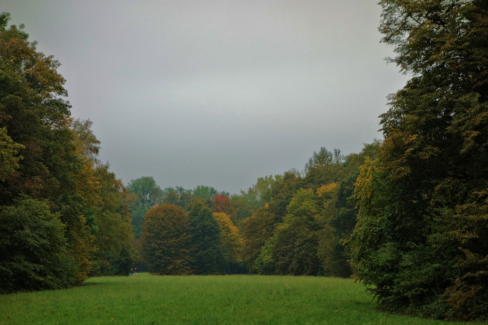 dichter hochnebel über lichter wiese