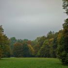 dichter hochnebel über lichter wiese