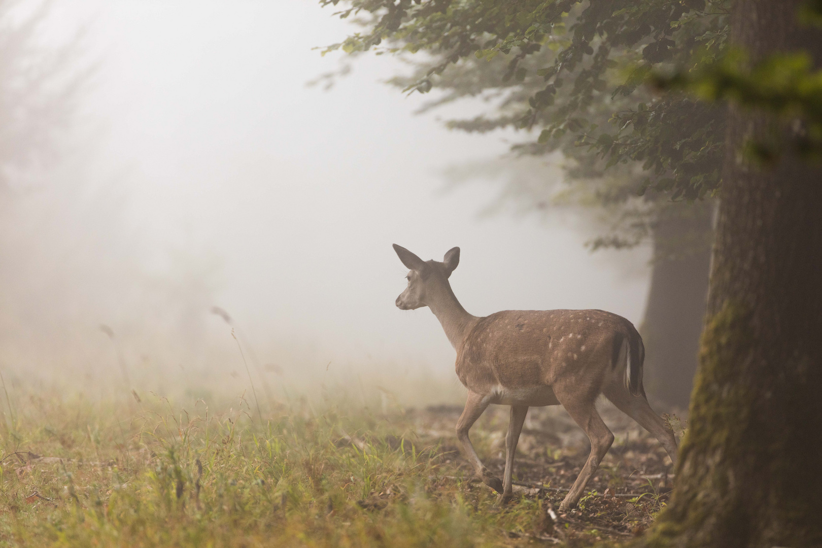 Dichter Morgennebel...