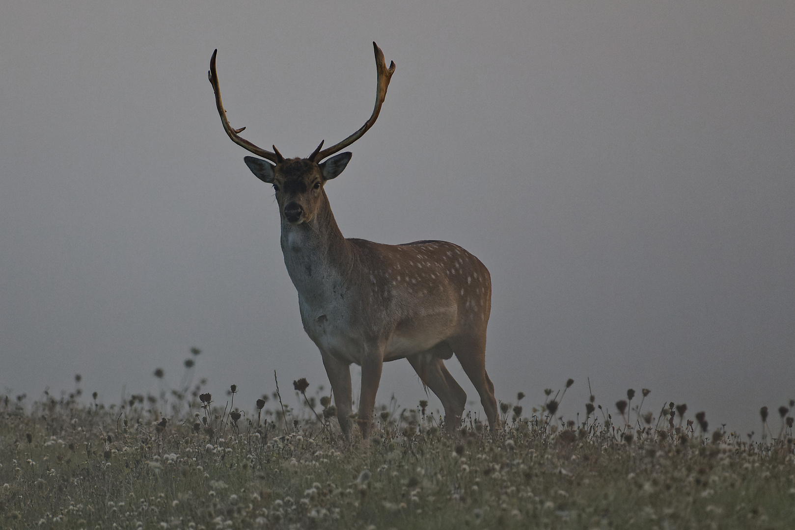 Dichter Morgennebel