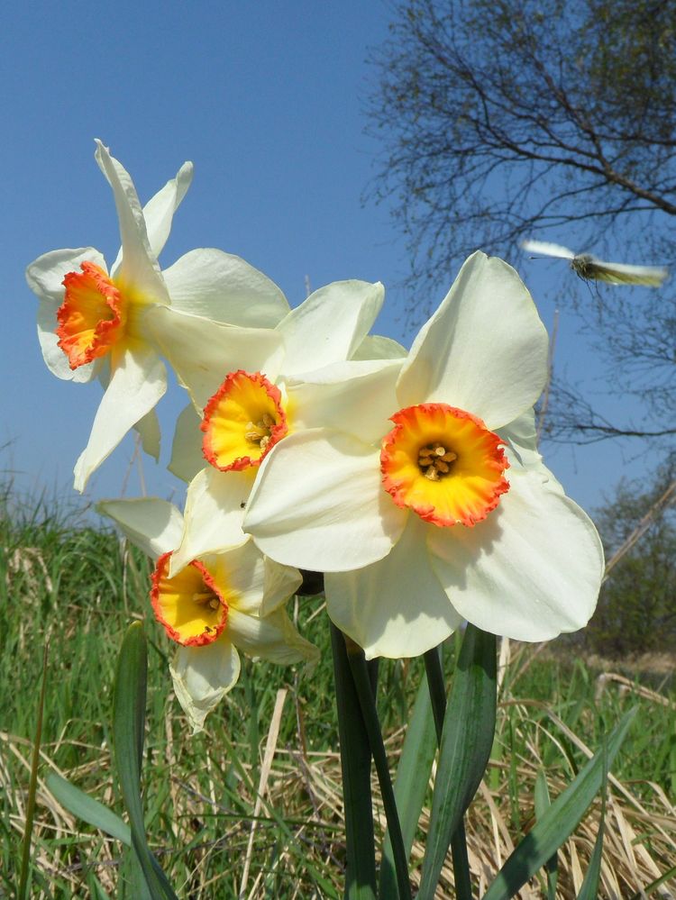 DichterNarzisse (Narcissus poeticus) Foto & Bild pflanzen, pilze