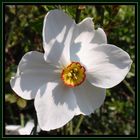 Dichter-Narzisse (Narcissus poeticus var. poeticus)