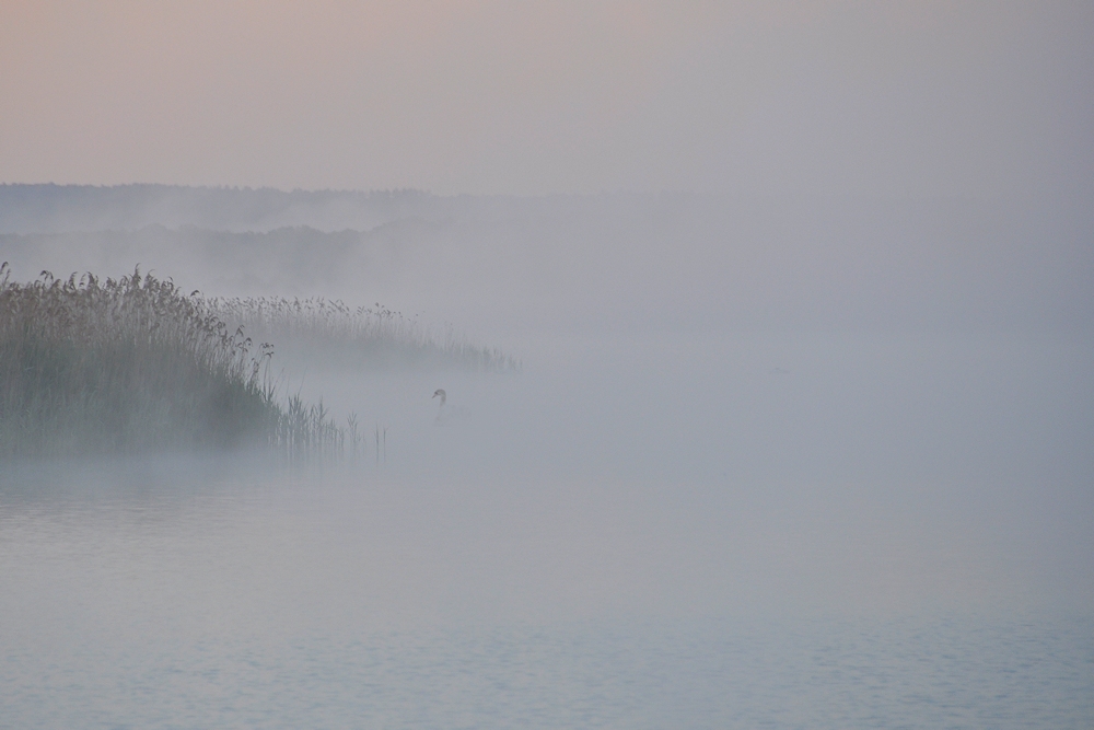 dichter Nebel...