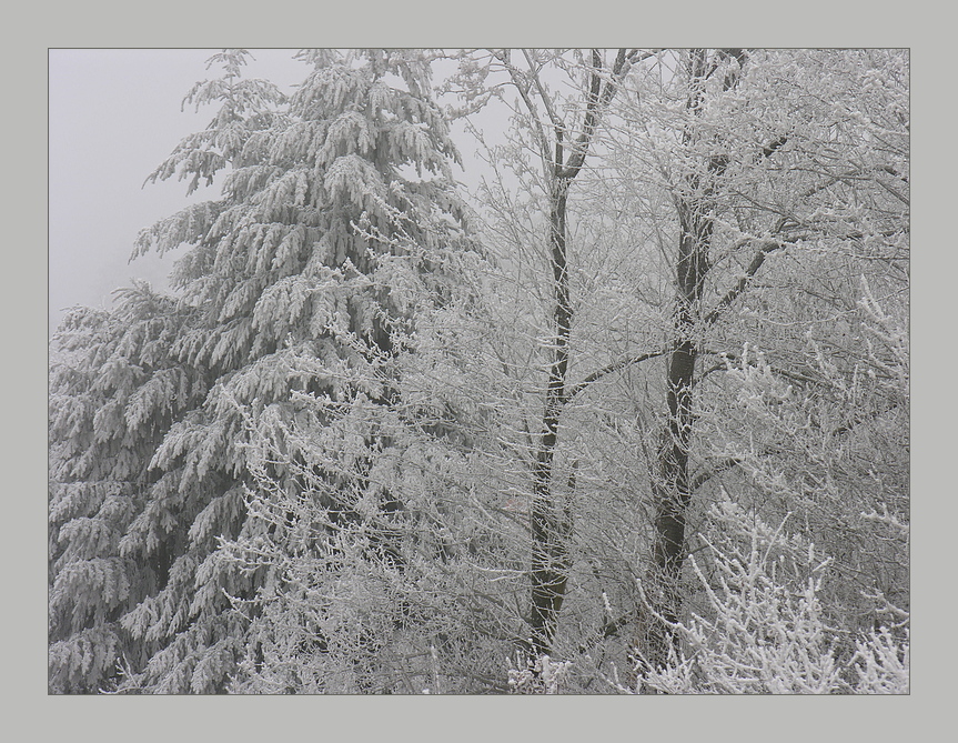 Dichter Nebel am 2. Weihnachtsmorgen ...