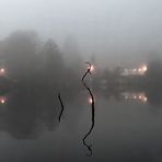 Dichter Nebel an der grossen Krampe bei Müggelheim