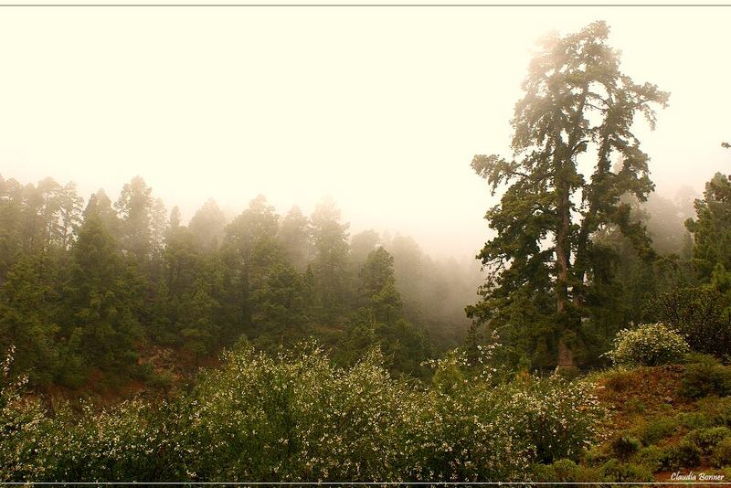 Dichter Nebel im Wald von Vilaflor