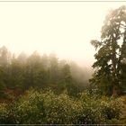 Dichter Nebel im Wald von Vilaflor