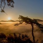 Dichter Nebel in Dahn an einem herrlichen Junimorgen