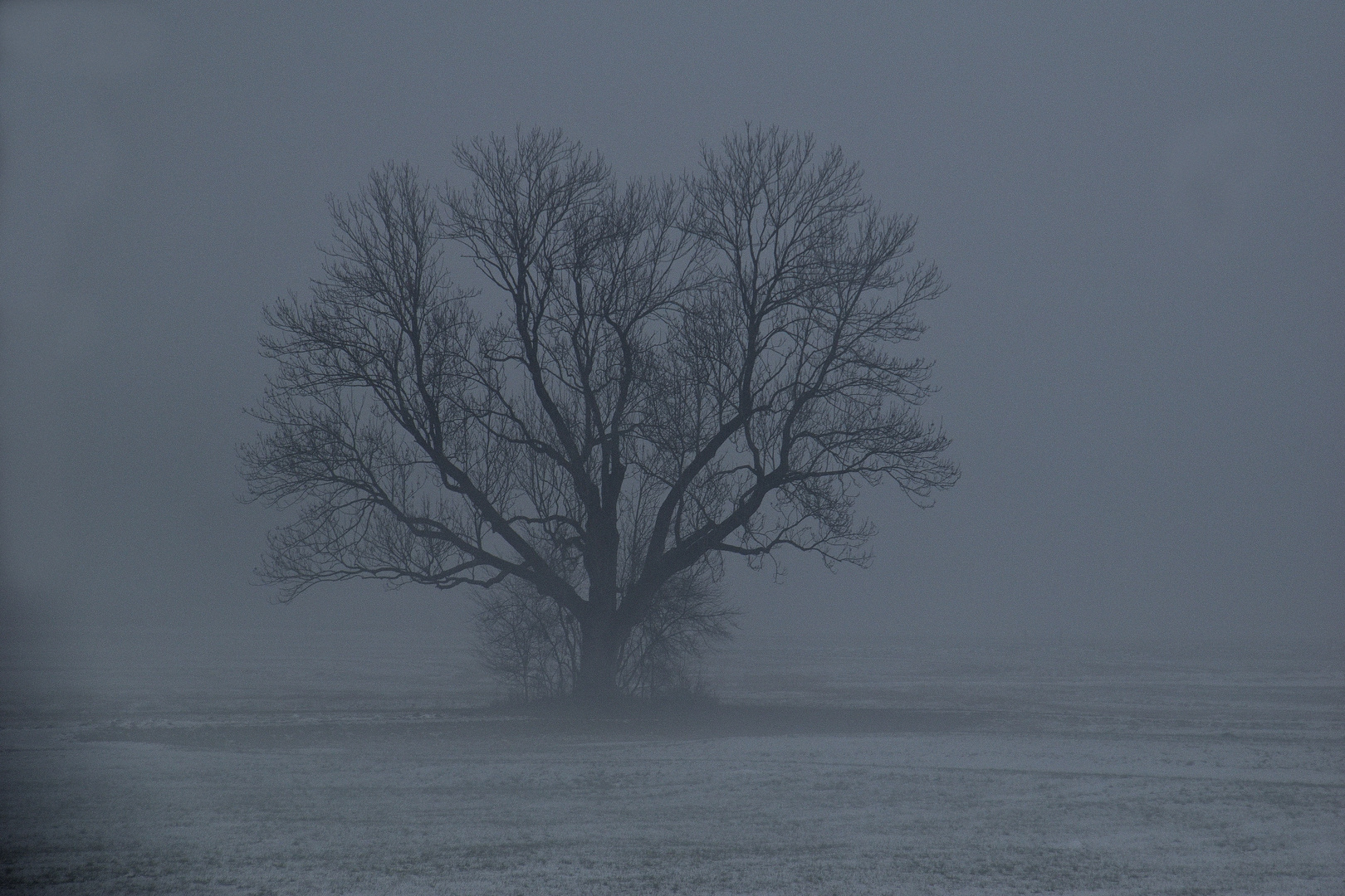 Dichter Nebel um die Esche