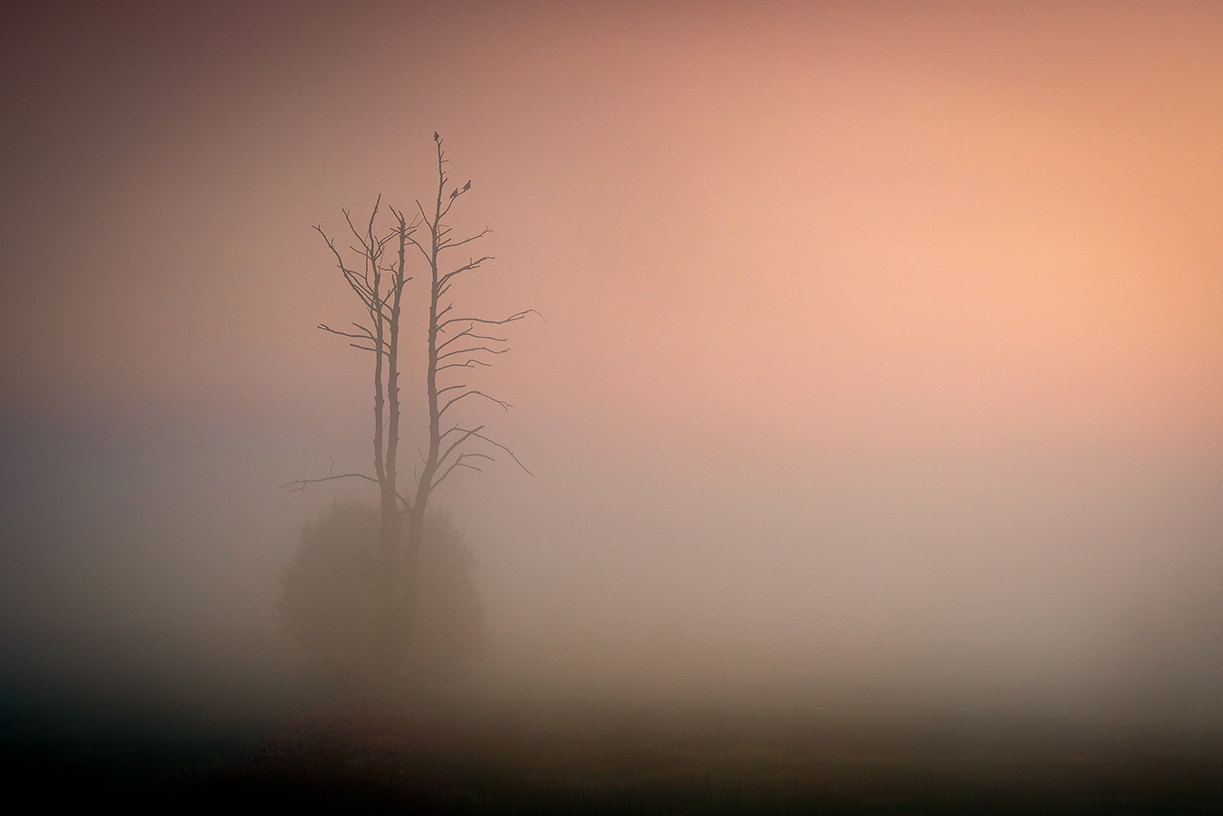 Dichter Nebel vor Sonnenaufgang